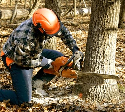Tree Removal in Davidsville, PA